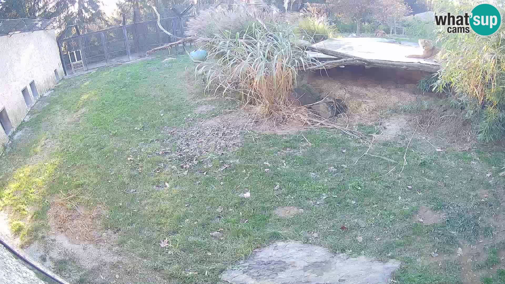 LEONE live Webcam nello zoo di Lubiana – Slovenia