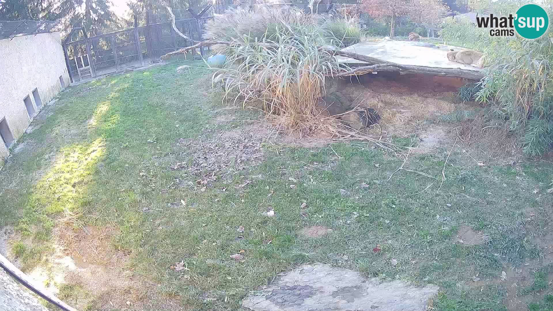 LION webcam en direct du zoo de Ljubljana – Slovénie