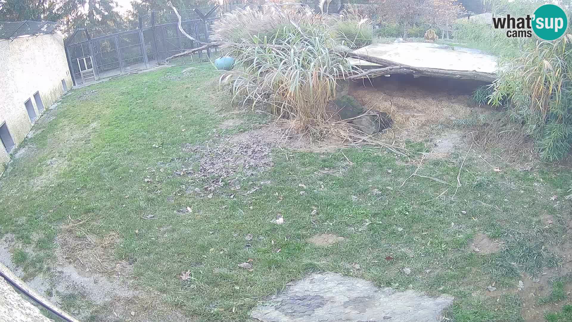 LION webcam en direct du zoo de Ljubljana – Slovénie