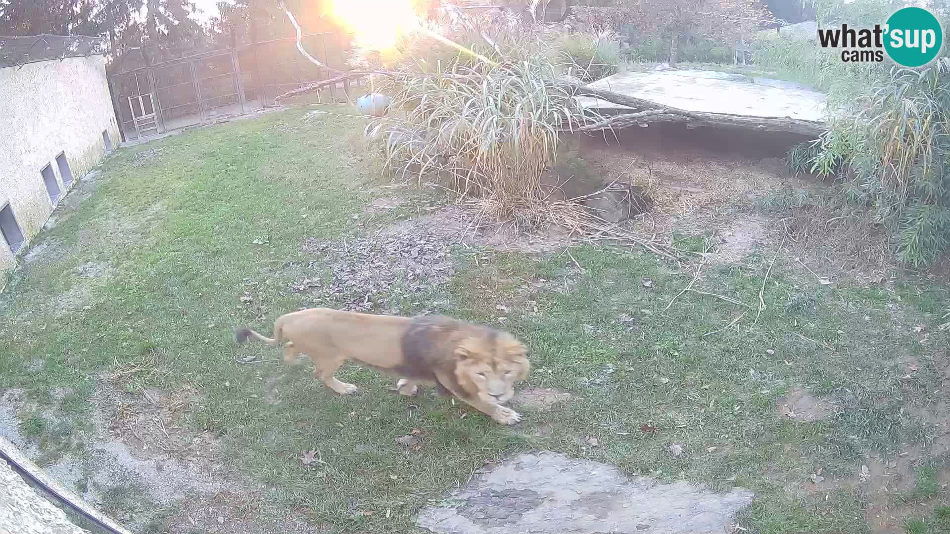 LEON Webcam en vivo en Ljubljana Zoo – Eslovenia
