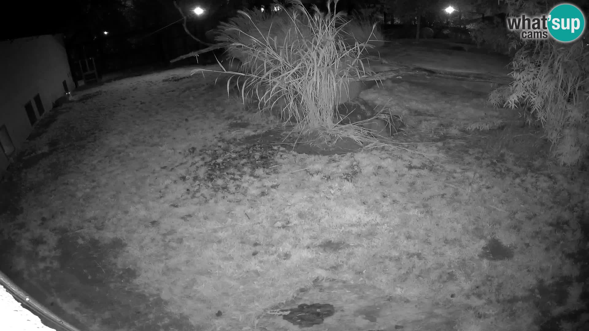 LION webcam en direct du zoo de Ljubljana – Slovénie