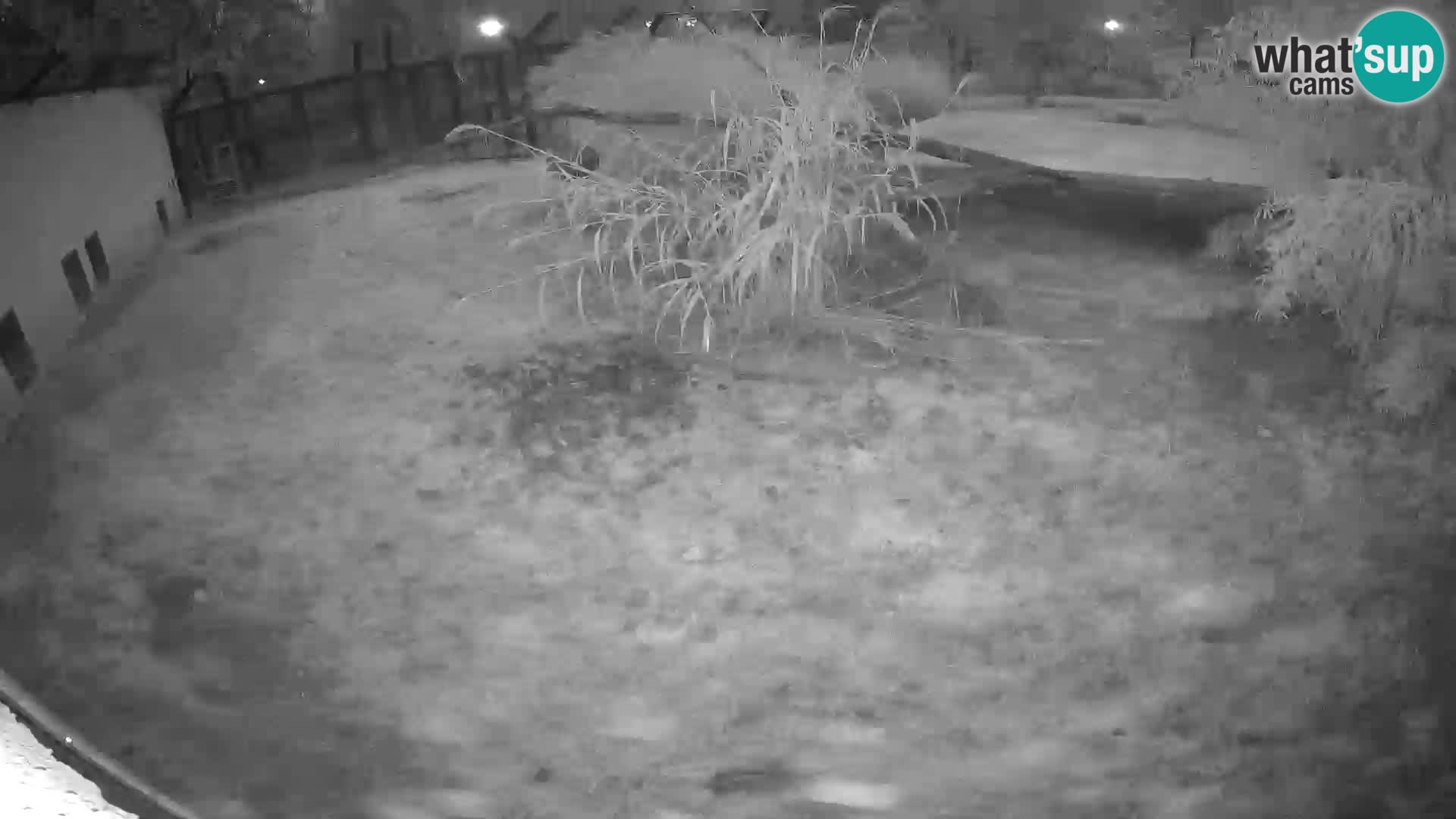 LEON Webcam en vivo en Ljubljana Zoo – Eslovenia