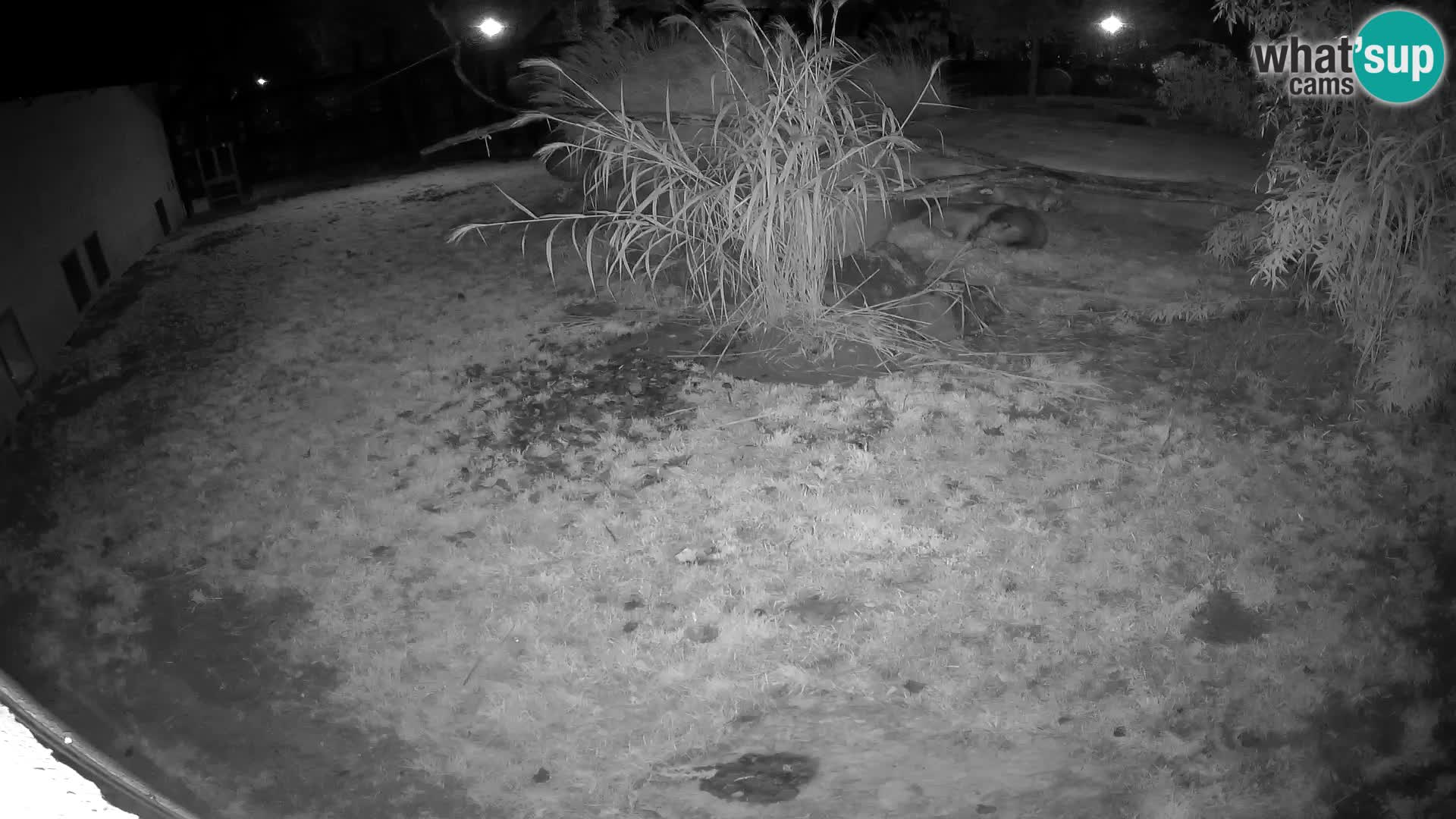 LEONE live Webcam nello zoo di Lubiana – Slovenia