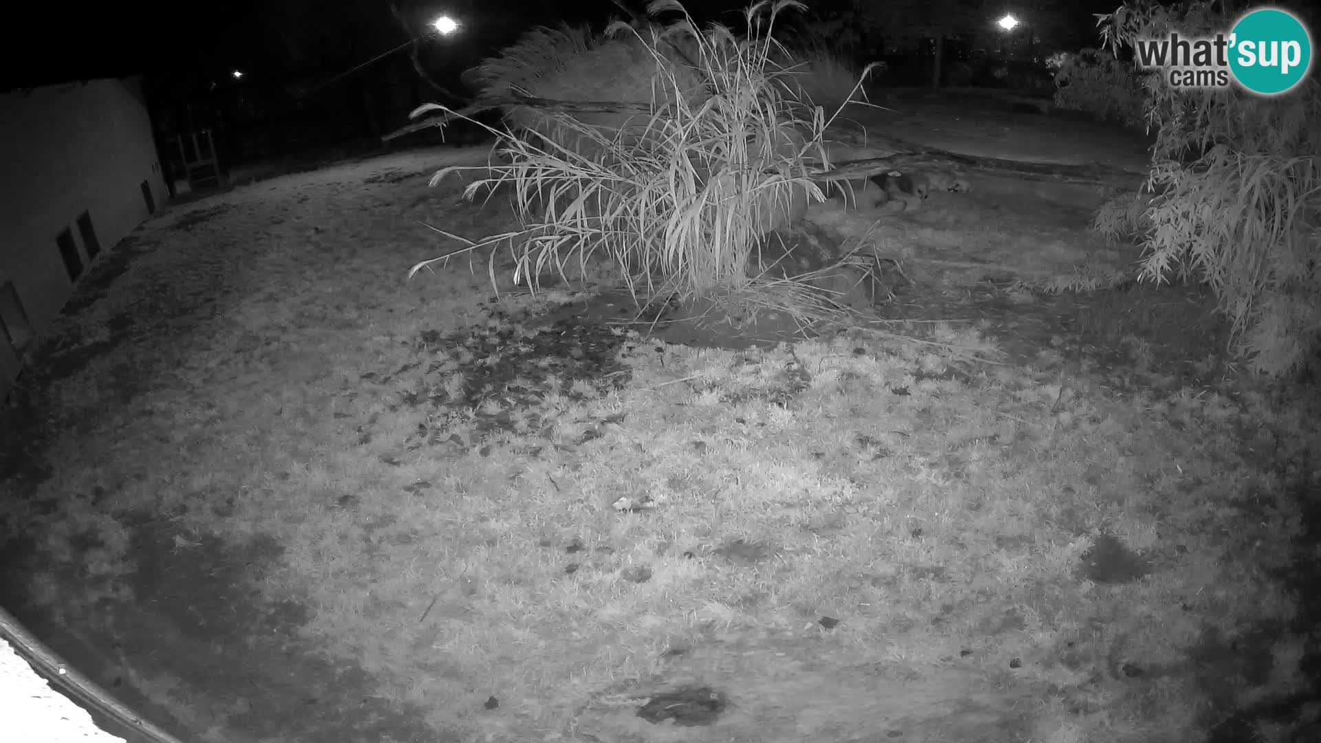 LEON Webcam en vivo en Ljubljana Zoo – Eslovenia