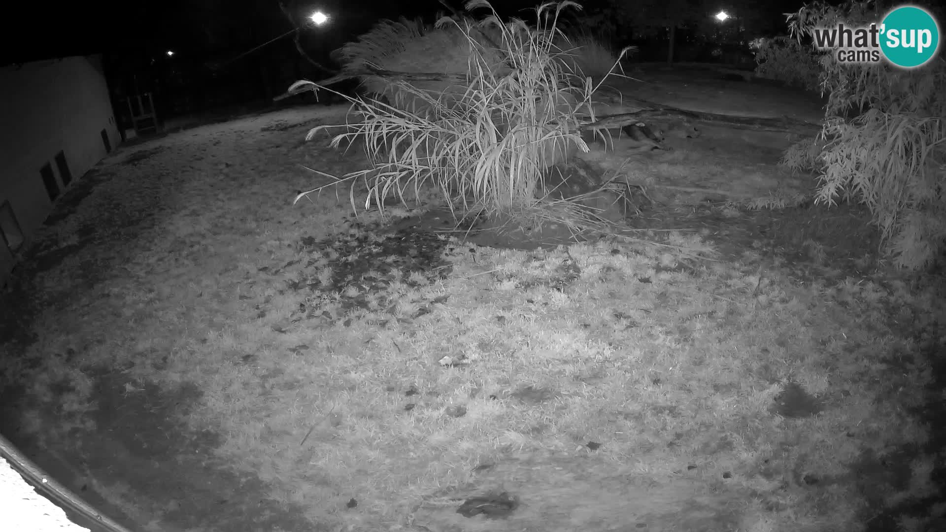 LEONE live Webcam nello zoo di Lubiana – Slovenia