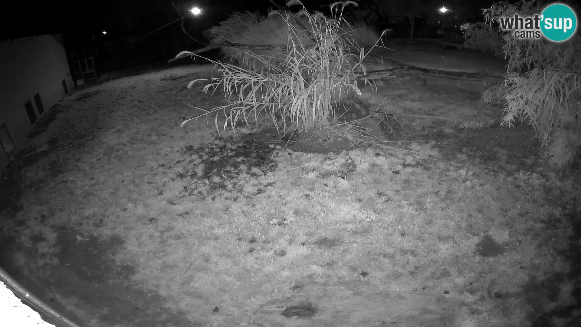 LEON Webcam en vivo en Ljubljana Zoo – Eslovenia