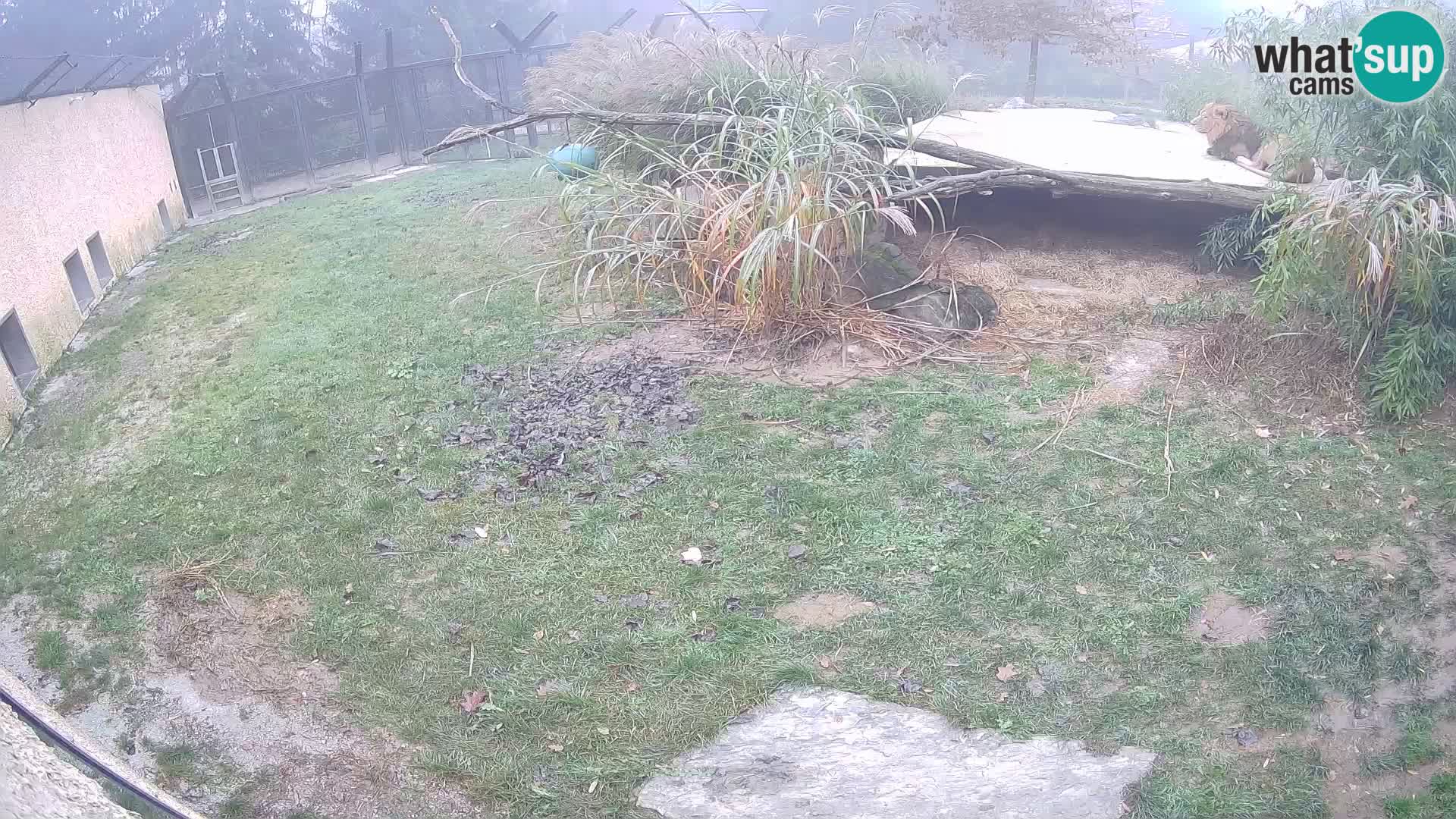 LEONE live Webcam nello zoo di Lubiana – Slovenia