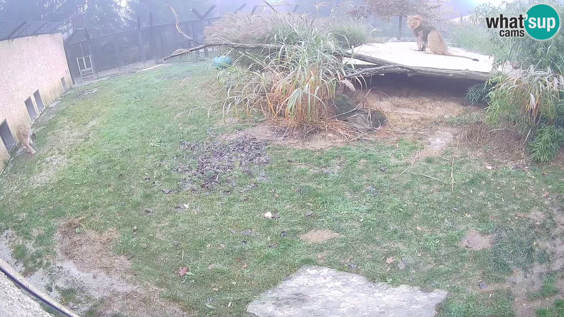 Löwe live Webcam im Zoo von Ljubljana – Slowenien
