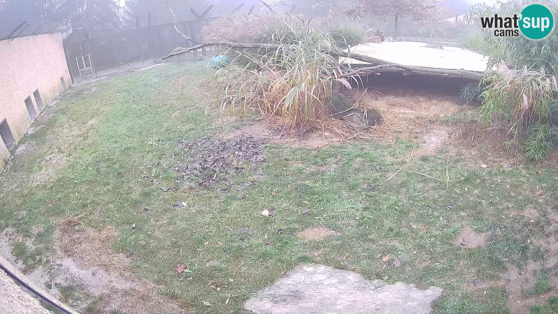 Löwe live Webcam im Zoo von Ljubljana – Slowenien
