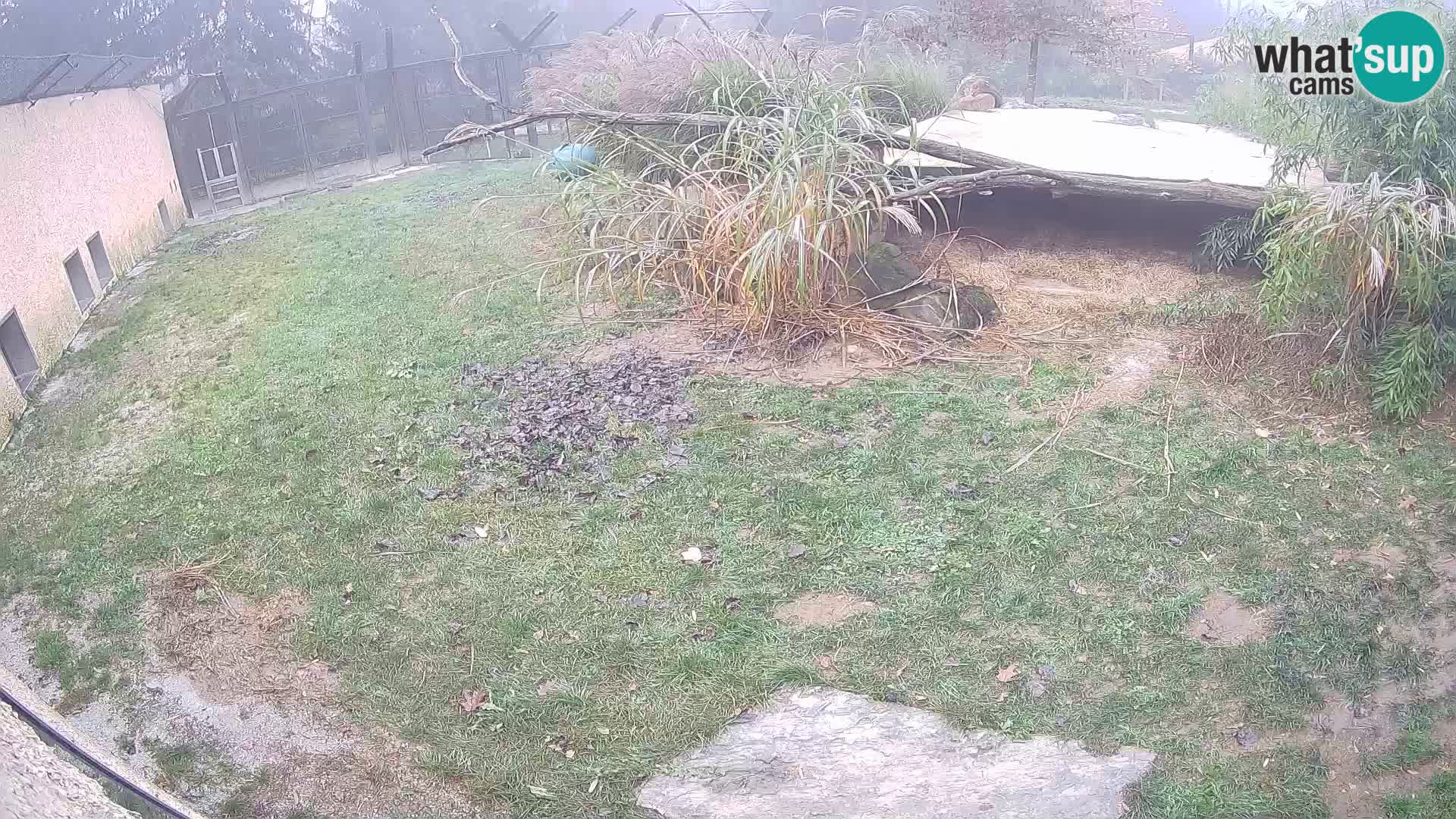 Löwe live Webcam im Zoo von Ljubljana – Slowenien