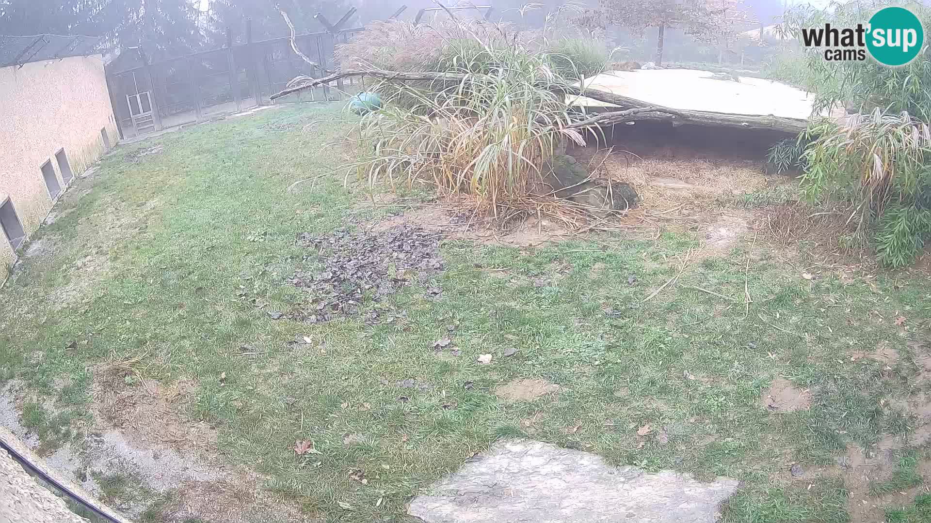 LEON Webcam en vivo en Ljubljana Zoo – Eslovenia