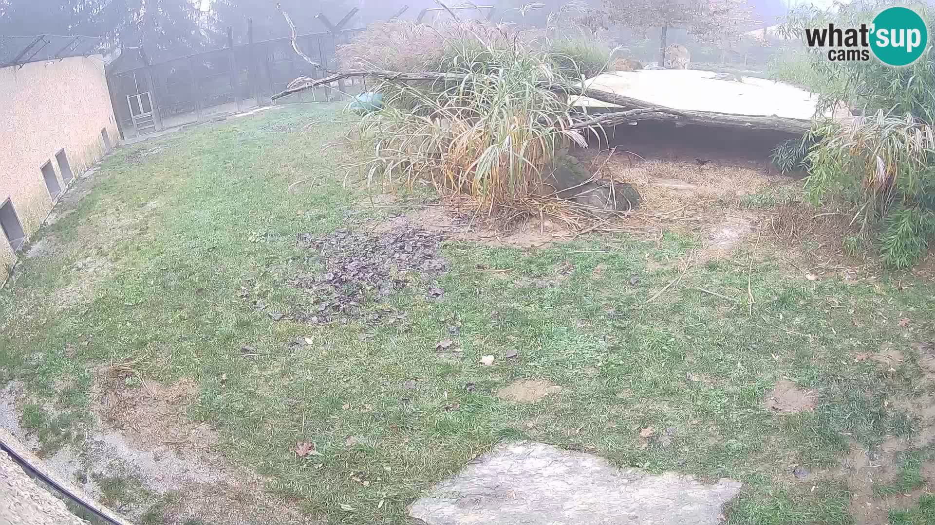 Löwe live Webcam im Zoo von Ljubljana – Slowenien