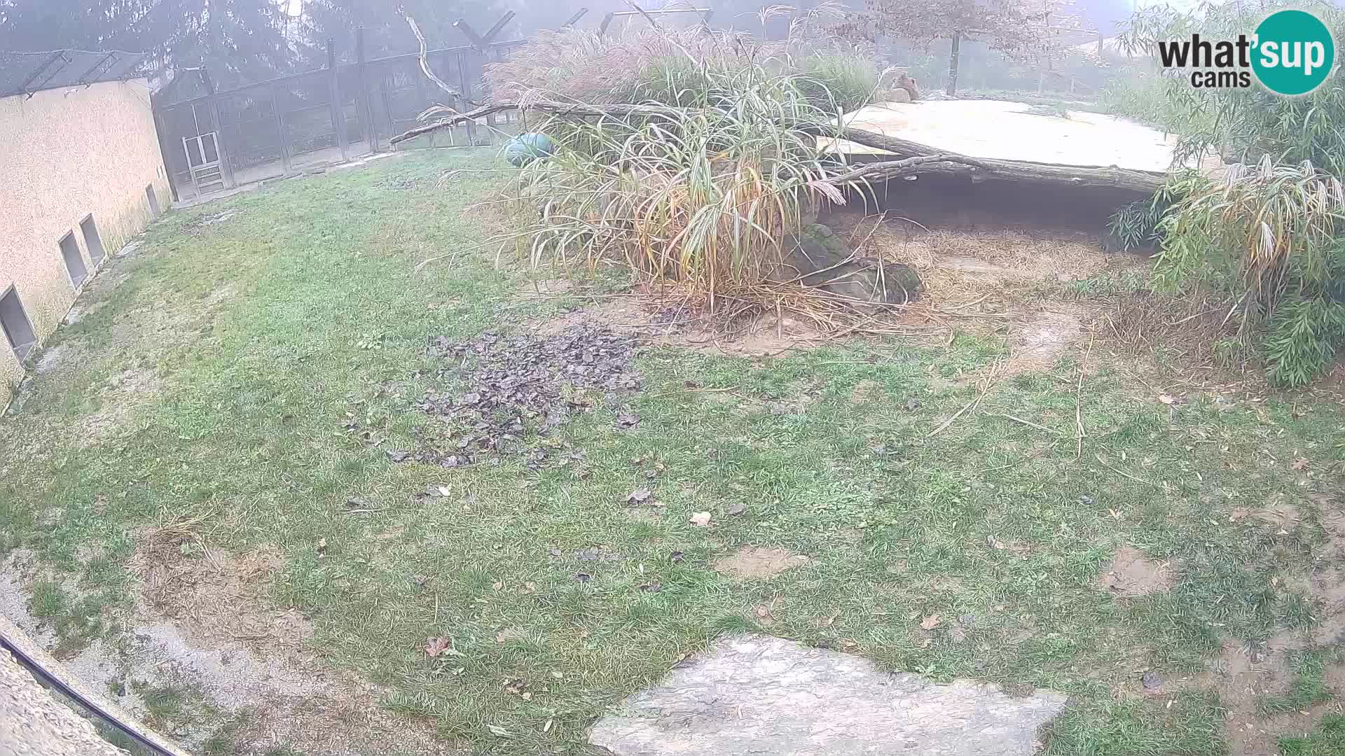 Lavovi web kamera uživo u ljubljanskom zoološkom vrtu – Slovenija