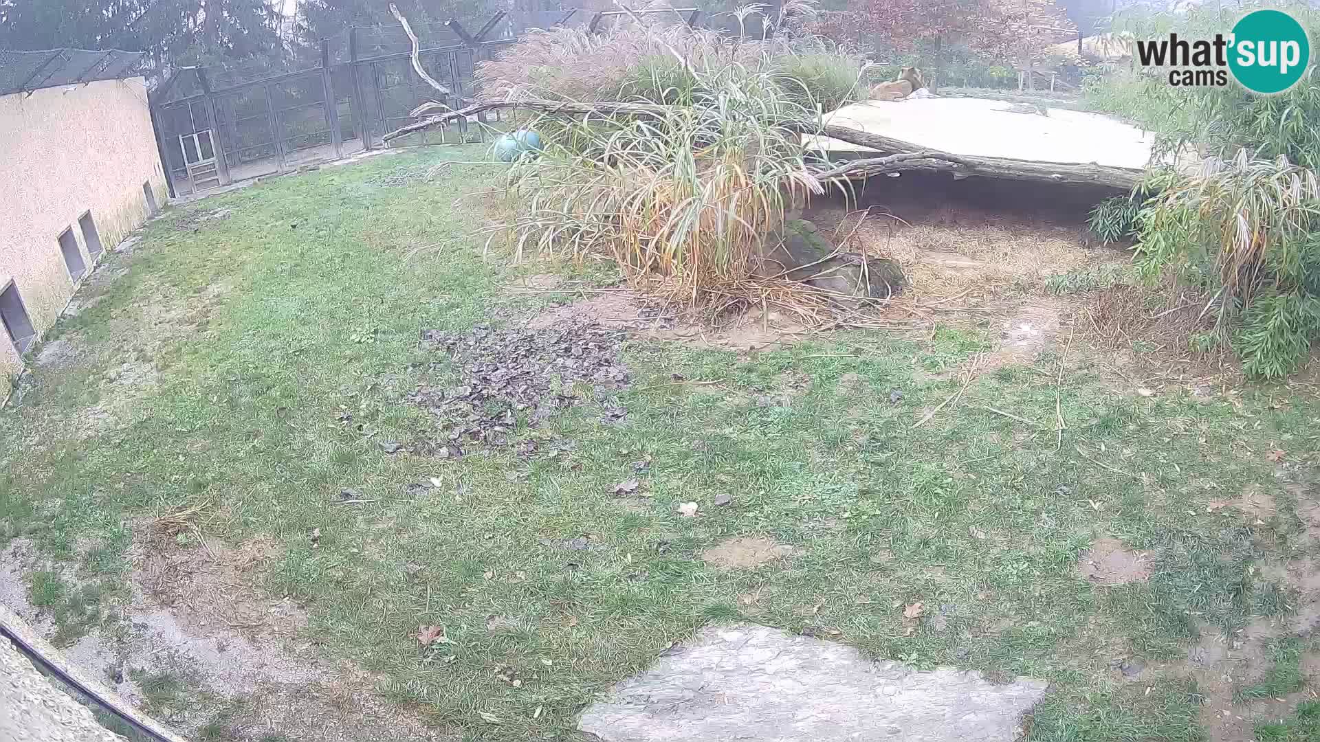 LEVI spletna kamera v živalskem vrtu Ljubljana Zoo