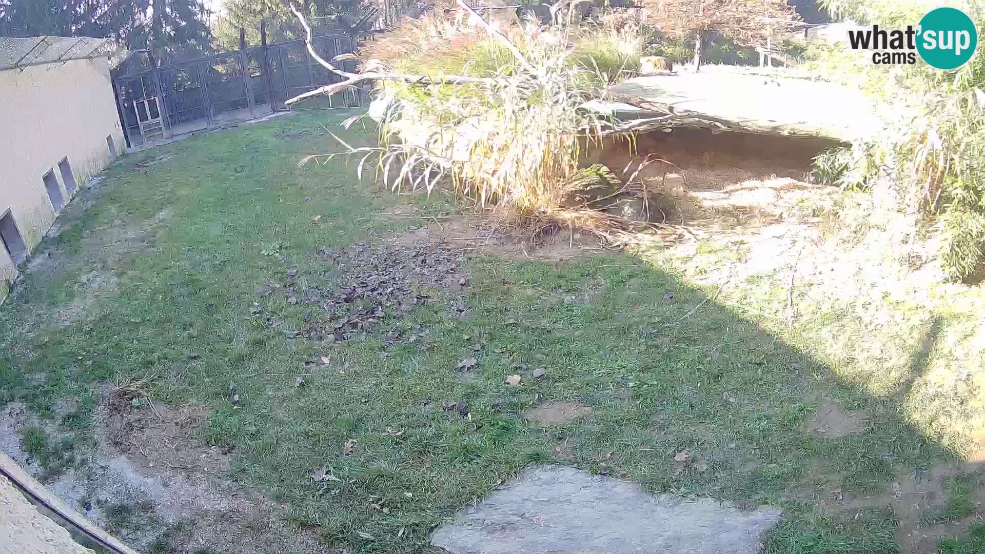 LION live Webcam in Ljubljana Zoo – Slovenia