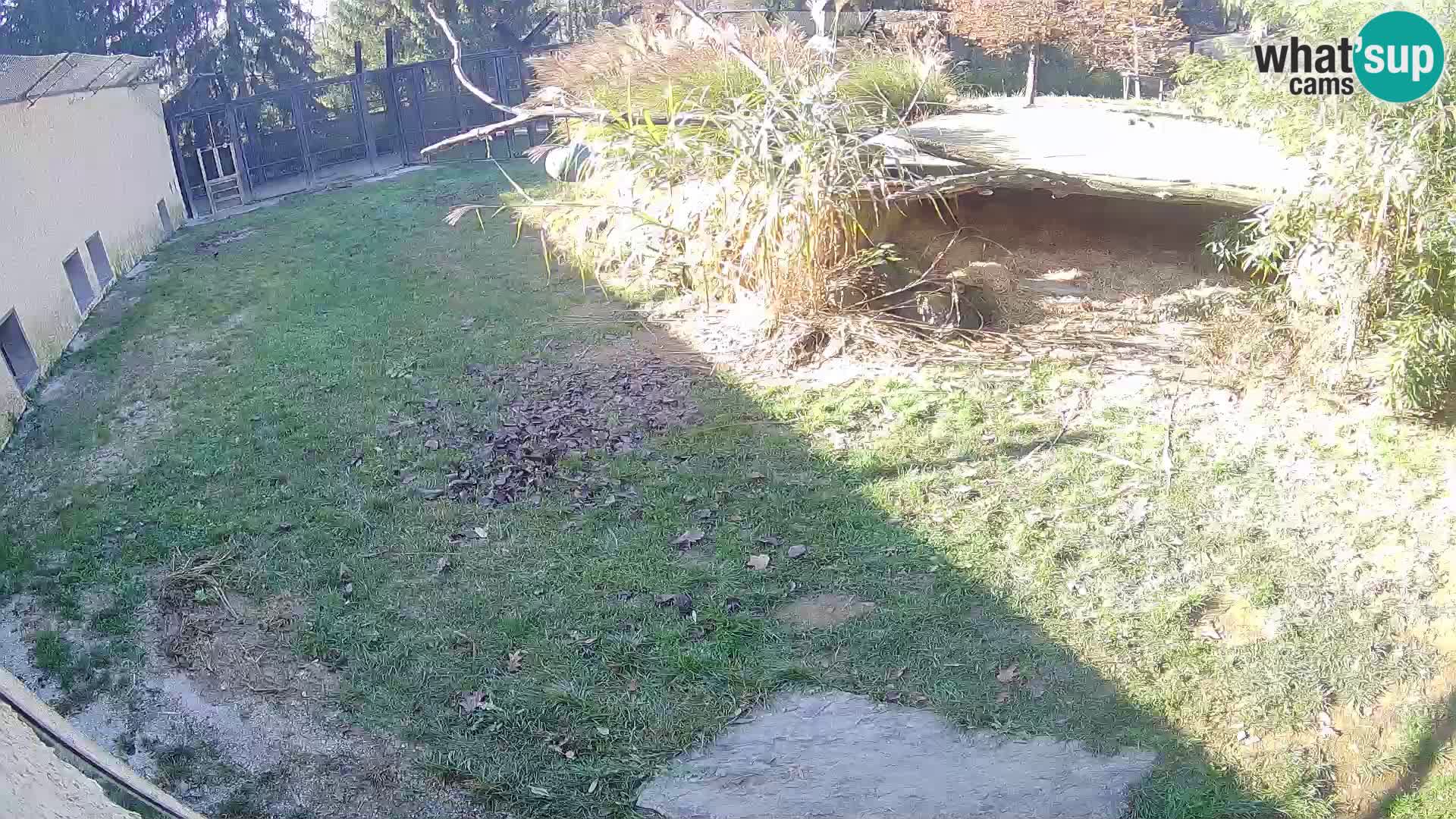 Lavovi web kamera uživo u ljubljanskom zoološkom vrtu – Slovenija