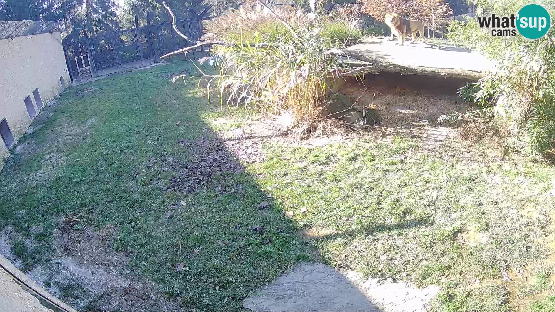 LEON Webcam en vivo en Ljubljana Zoo – Eslovenia