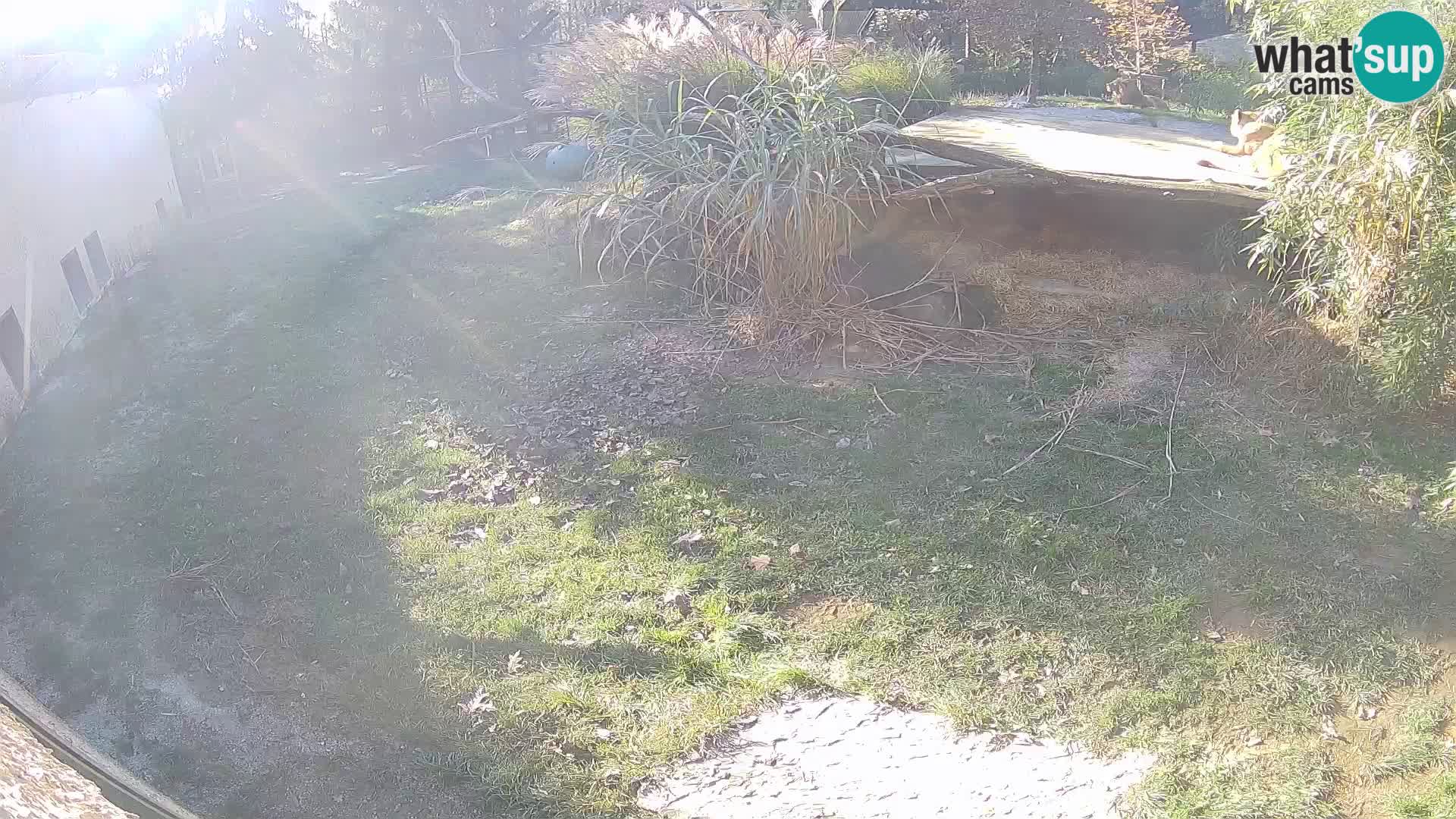 LION live Webcam in Ljubljana Zoo – Slovenia