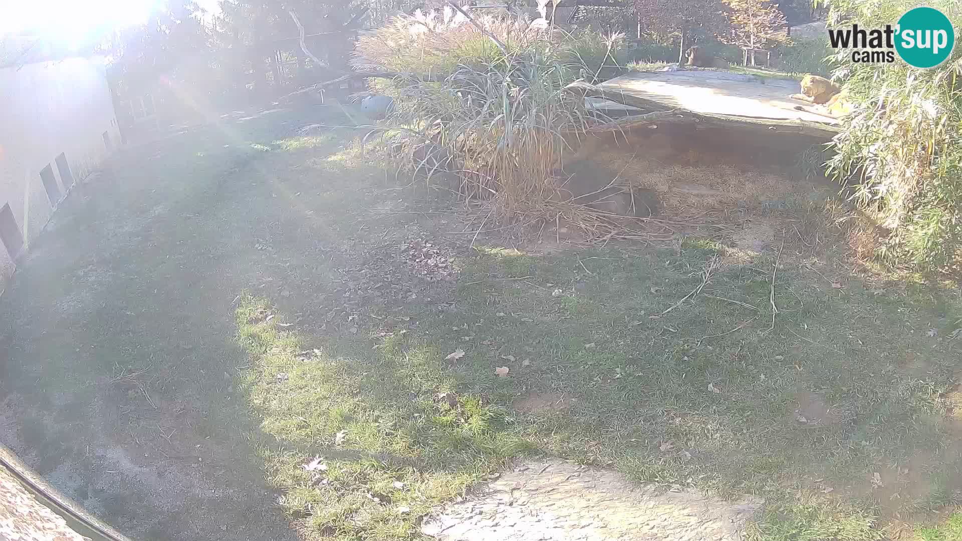 LION live Webcam in Ljubljana Zoo – Slovenia