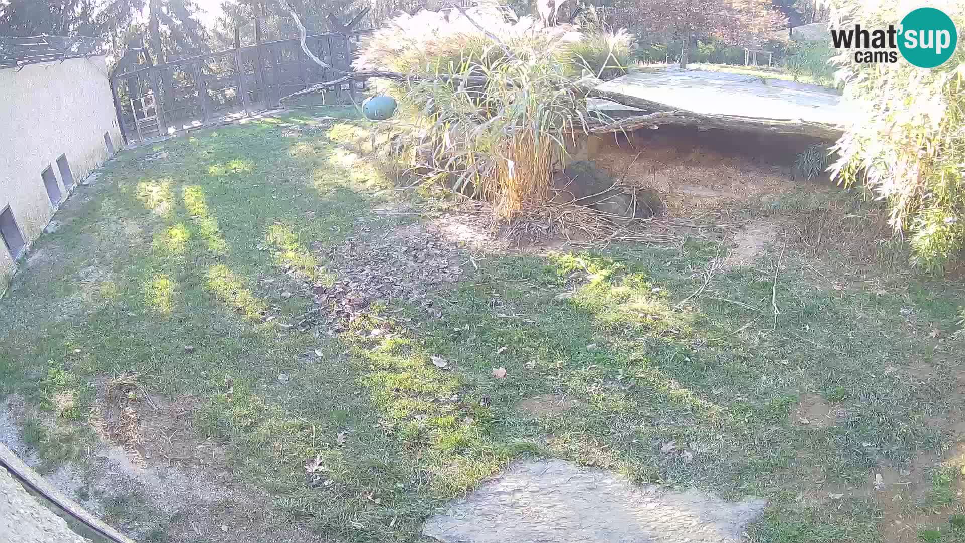 Löwe live Webcam im Zoo von Ljubljana – Slowenien