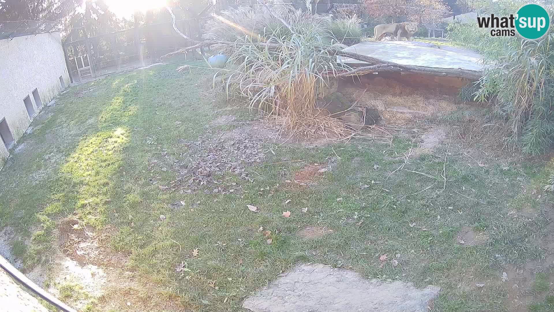 LION live Webcam in Ljubljana Zoo – Slovenia