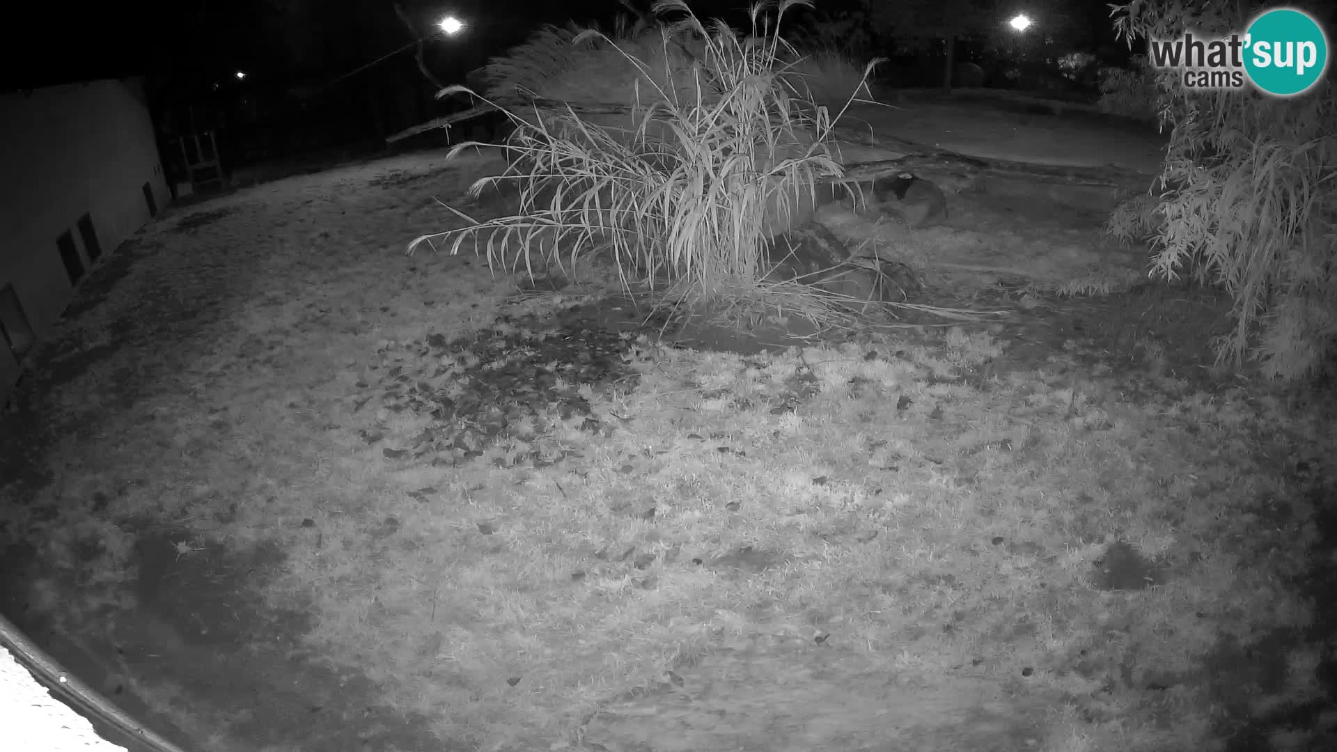 LION webcam en direct du zoo de Ljubljana – Slovénie