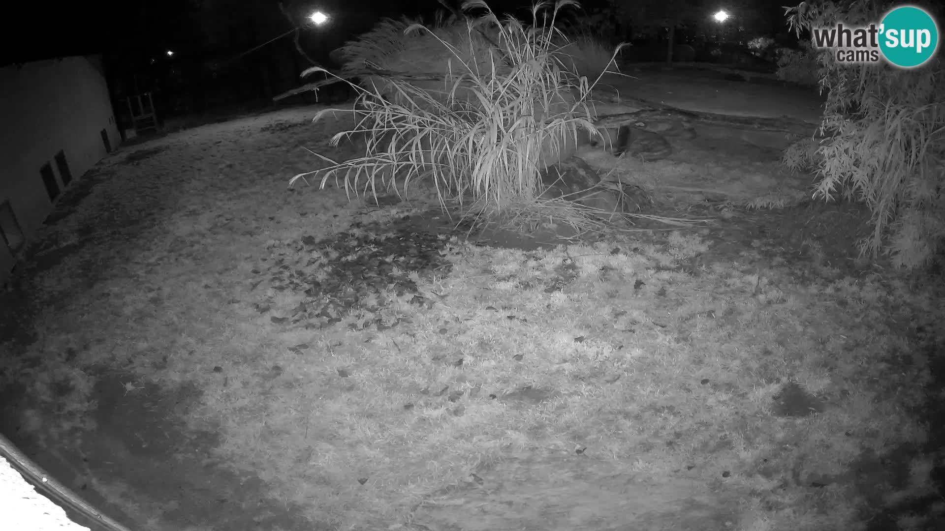 LEON Webcam en vivo en Ljubljana Zoo – Eslovenia