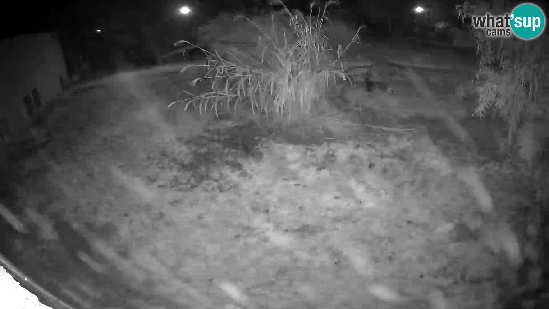 LEON Webcam en vivo en Ljubljana Zoo – Eslovenia