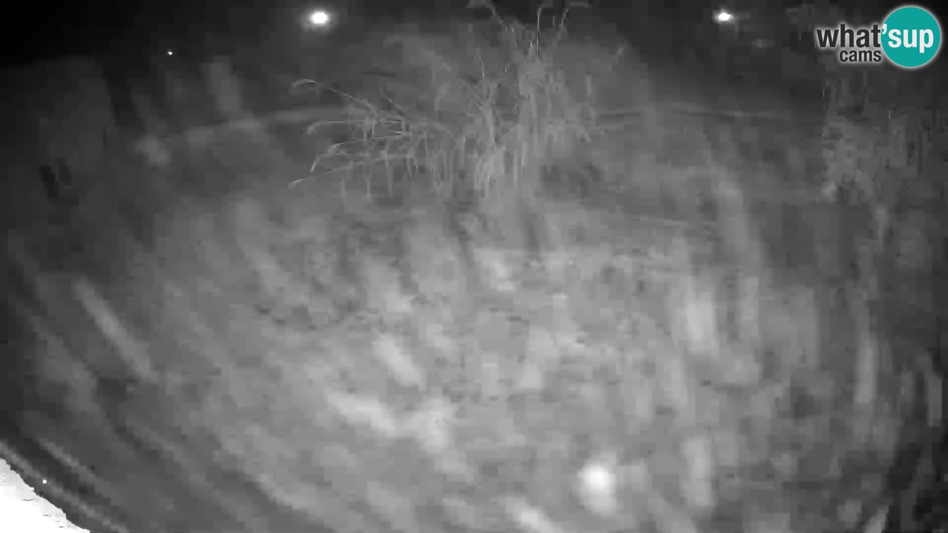 LEON Webcam en vivo en Ljubljana Zoo – Eslovenia