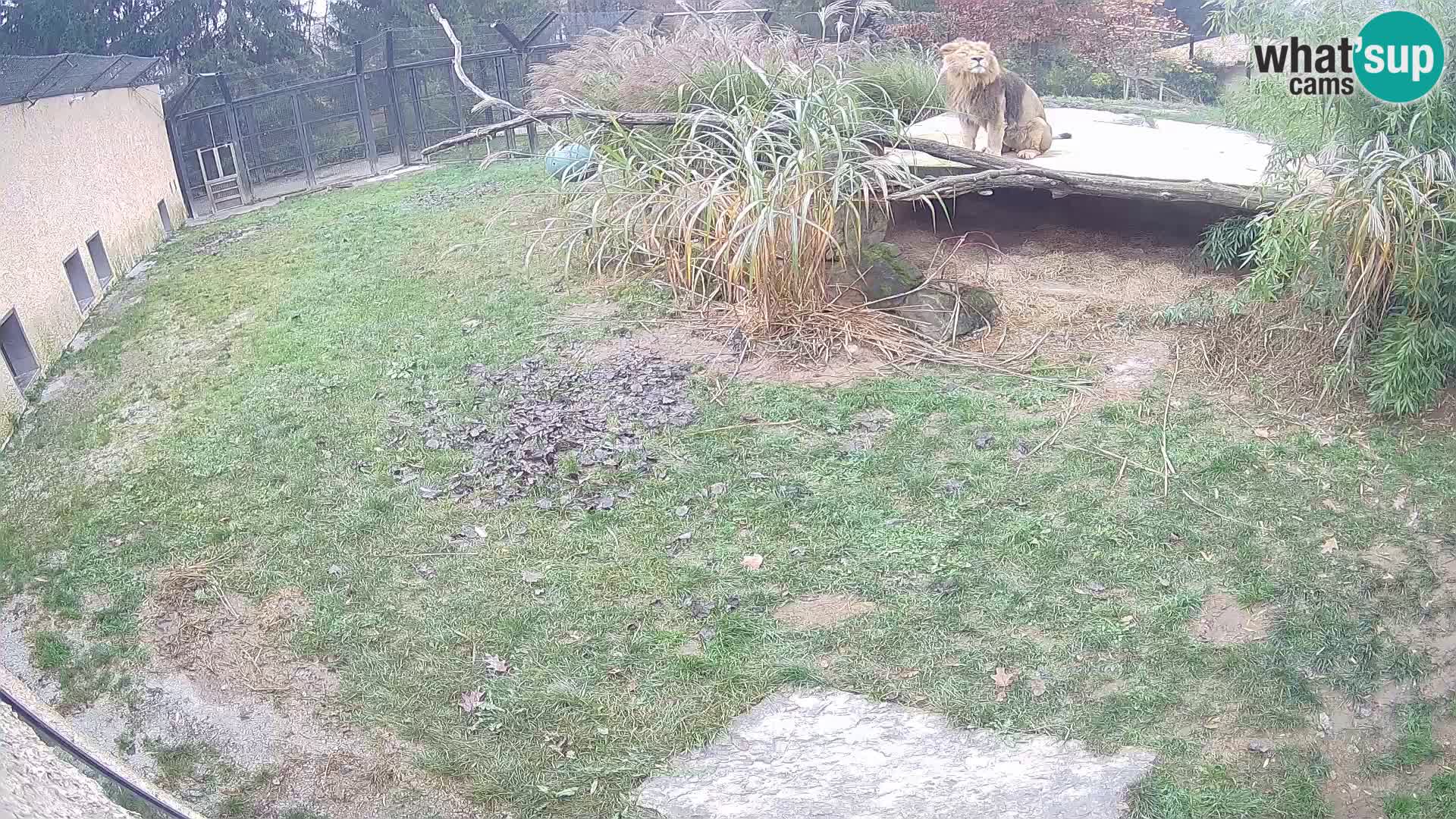 LION live Webcam in Ljubljana Zoo – Slovenia