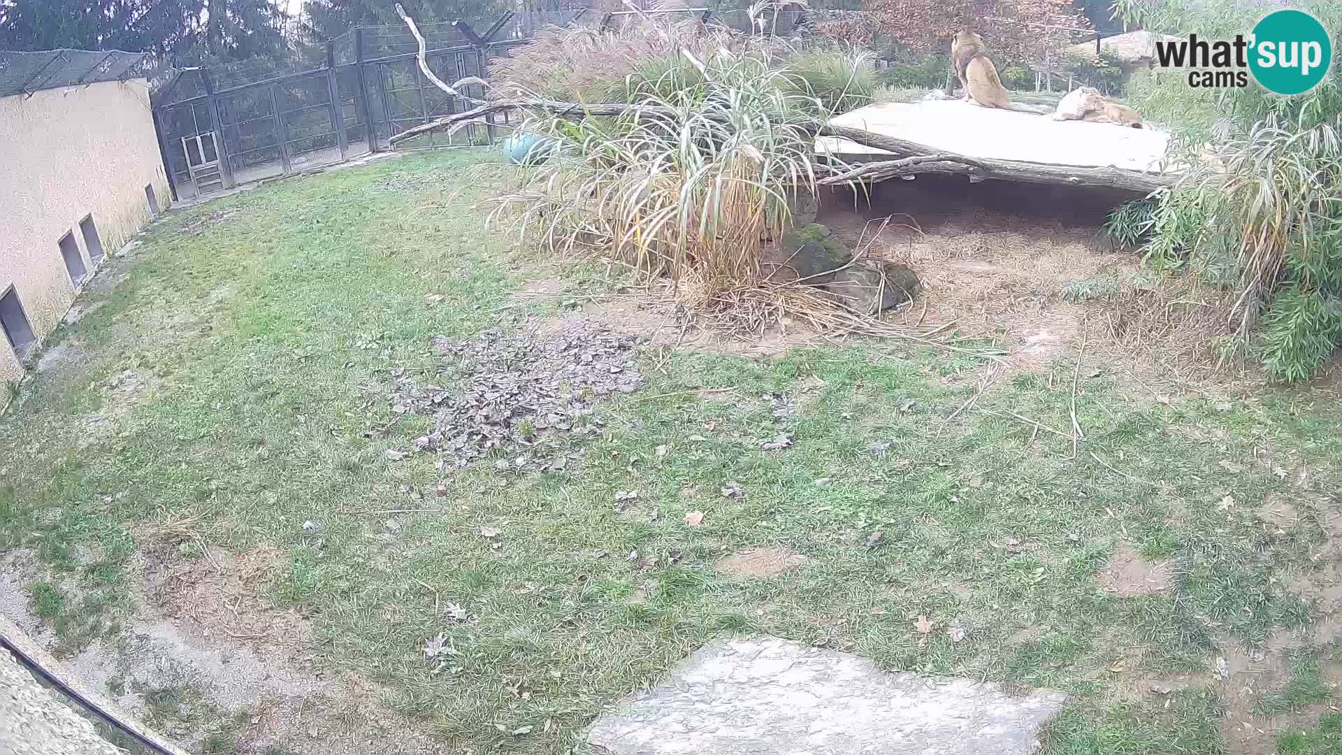 Lavovi web kamera uživo u ljubljanskom zoološkom vrtu – Slovenija