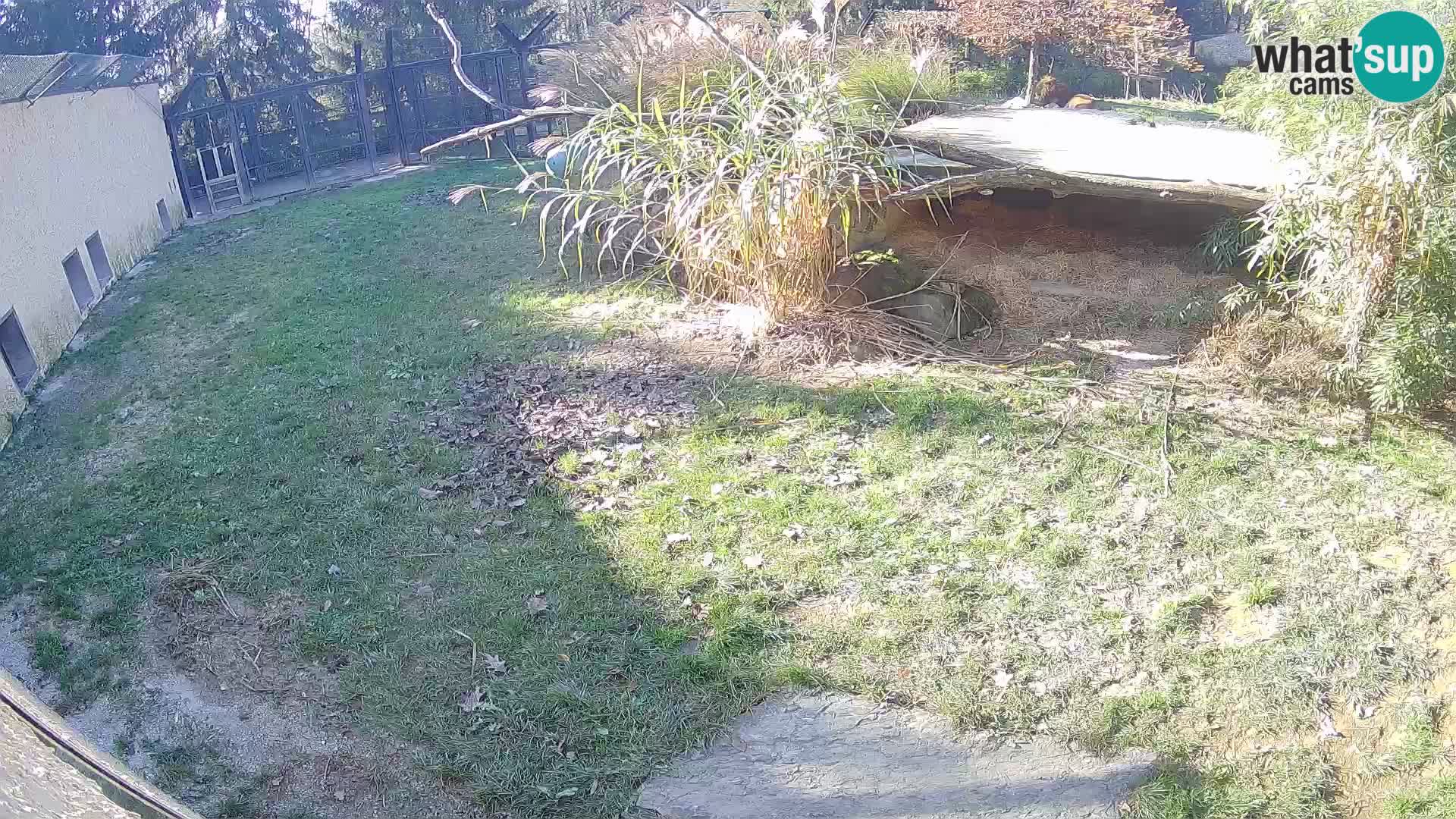 LION live Webcam in Ljubljana Zoo – Slovenia