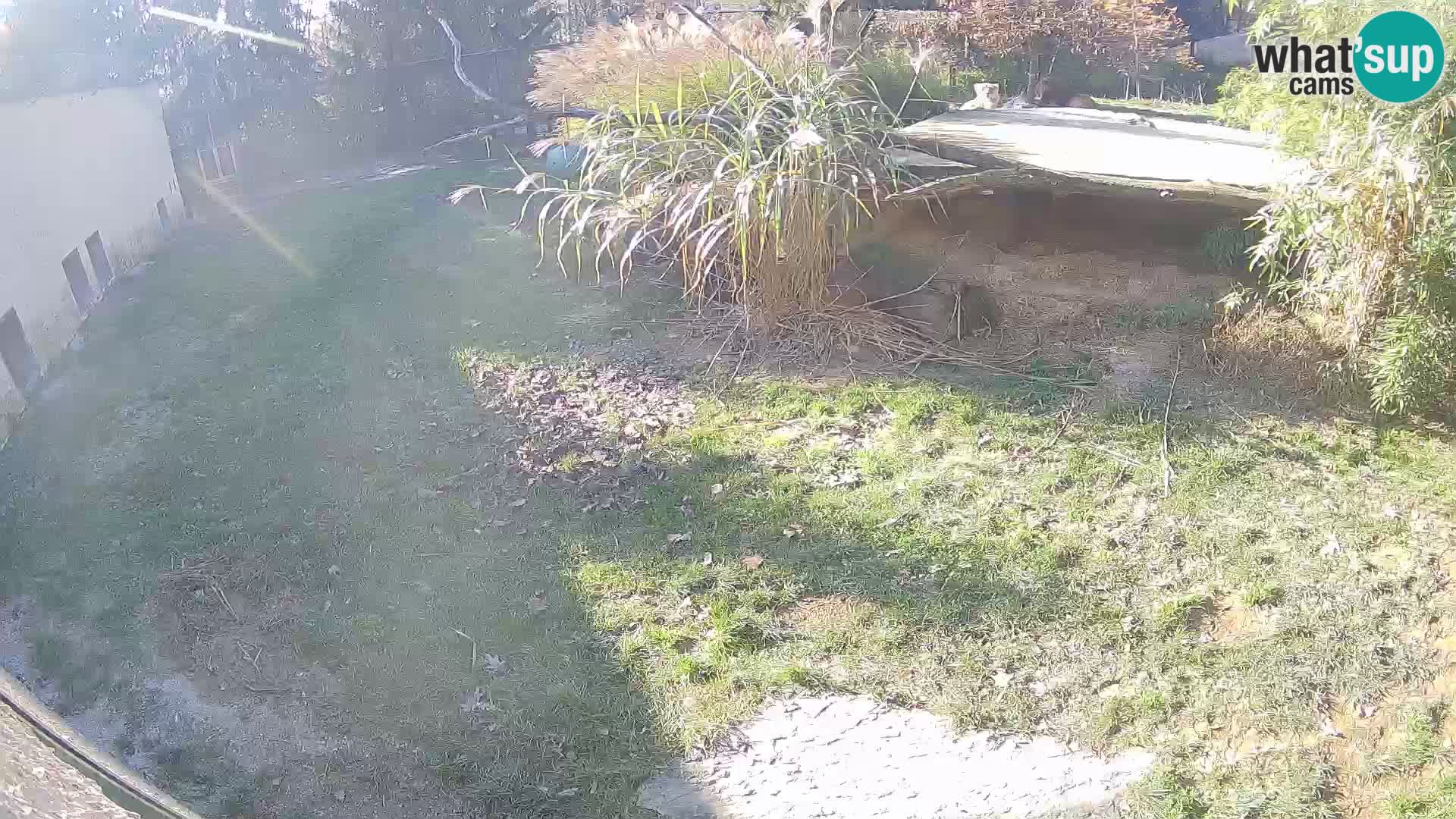 Lavovi web kamera uživo u ljubljanskom zoološkom vrtu – Slovenija