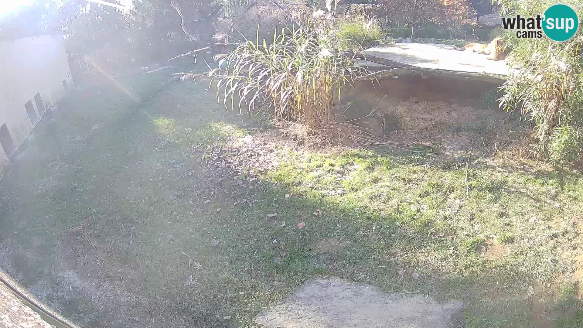 Löwe live Webcam im Zoo von Ljubljana – Slowenien