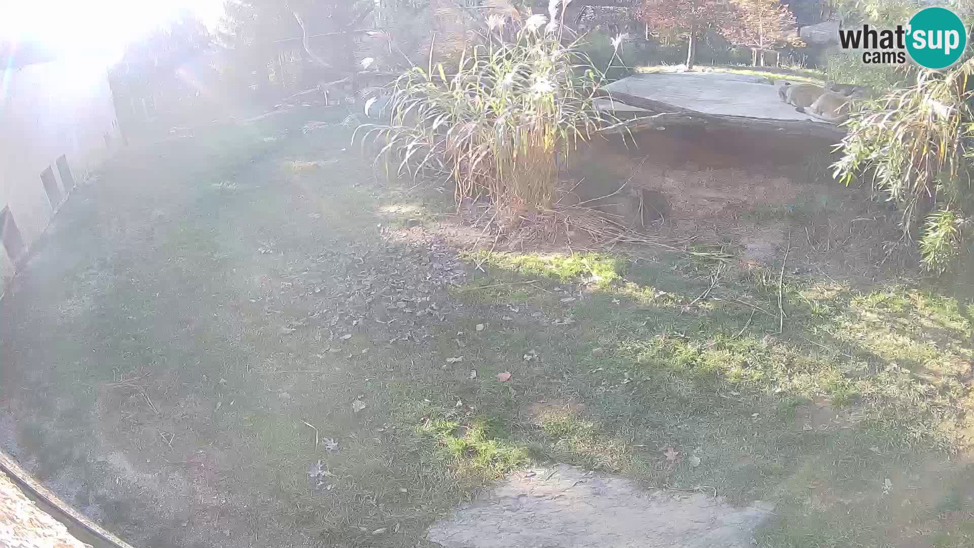 Löwe live Webcam im Zoo von Ljubljana – Slowenien