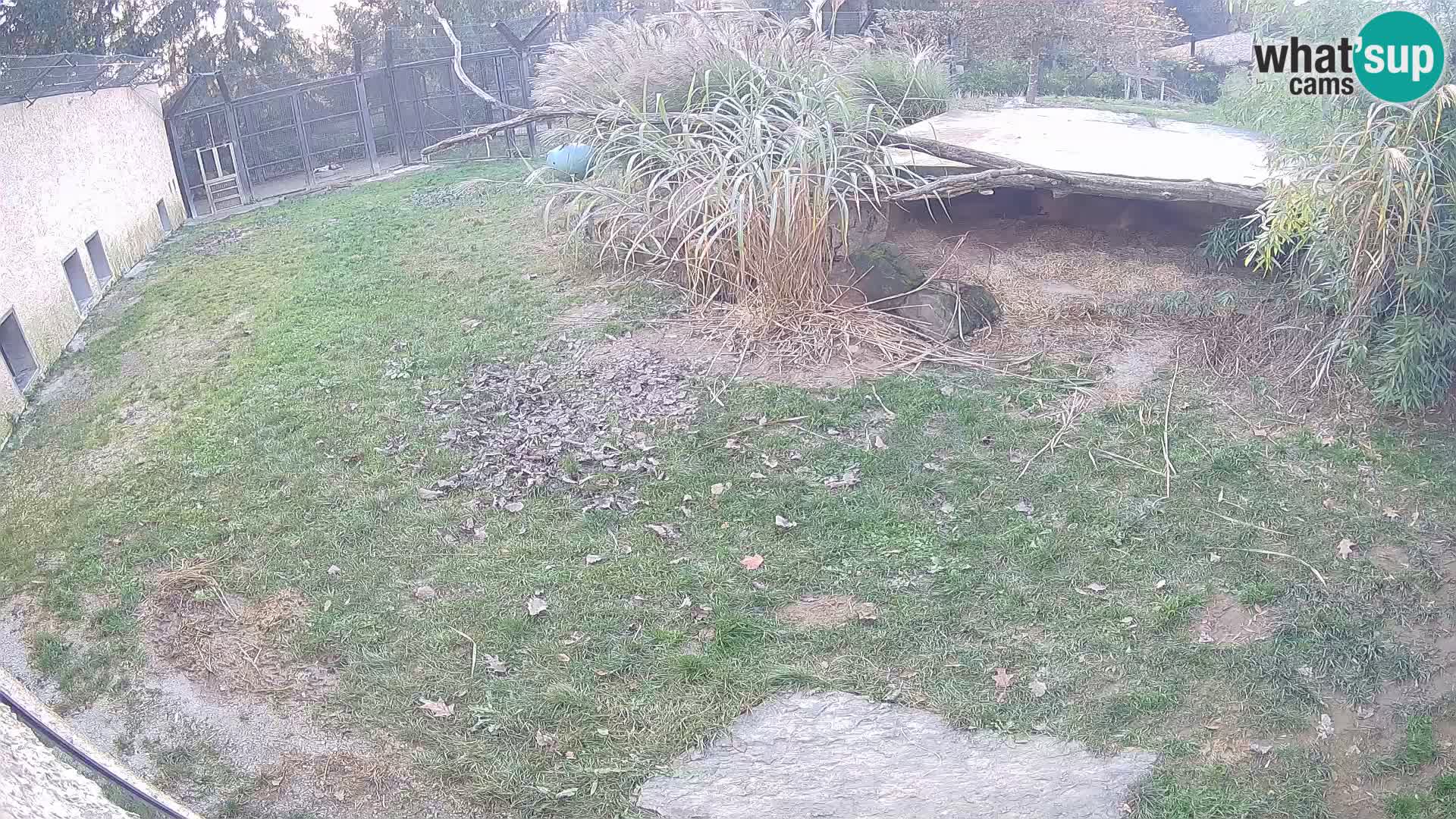 LEON Webcam en vivo en Ljubljana Zoo – Eslovenia