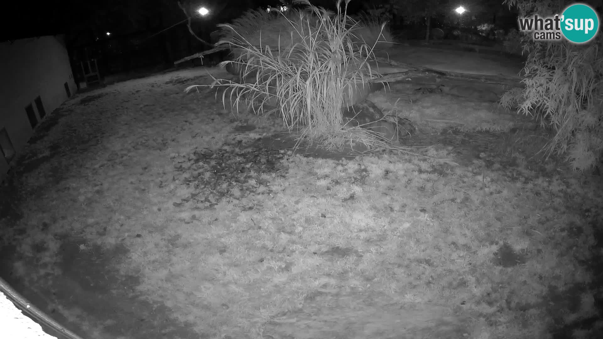 LION webcam en direct du zoo de Ljubljana – Slovénie