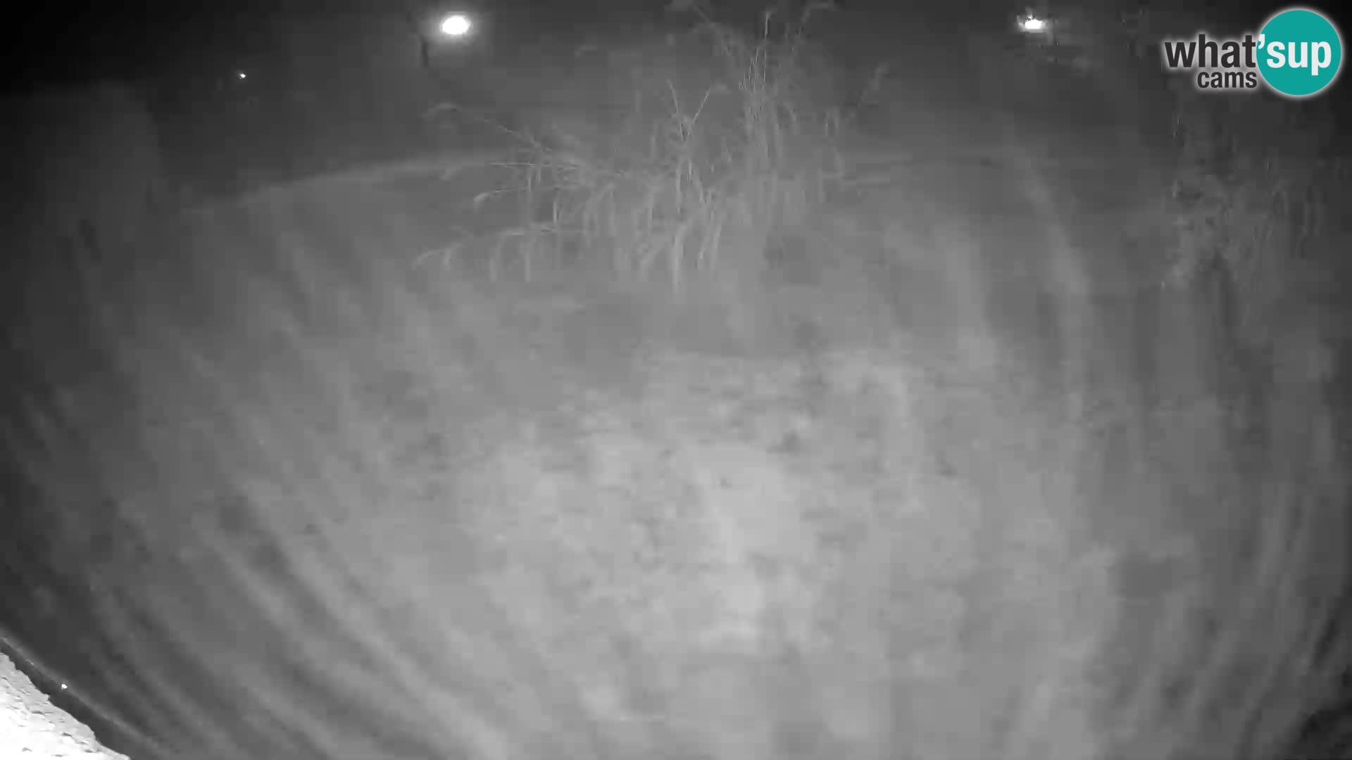 LION webcam en direct du zoo de Ljubljana – Slovénie