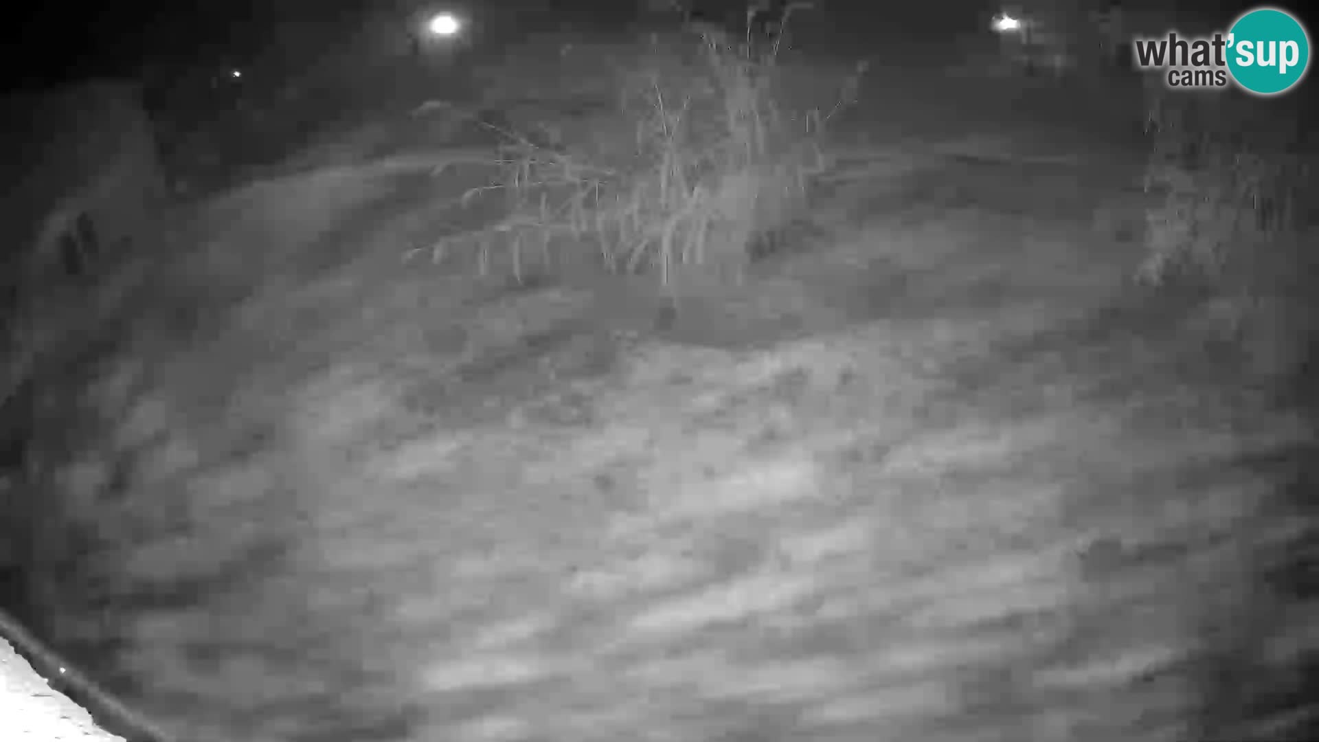 LION live Webcam in Ljubljana Zoo – Slovenia