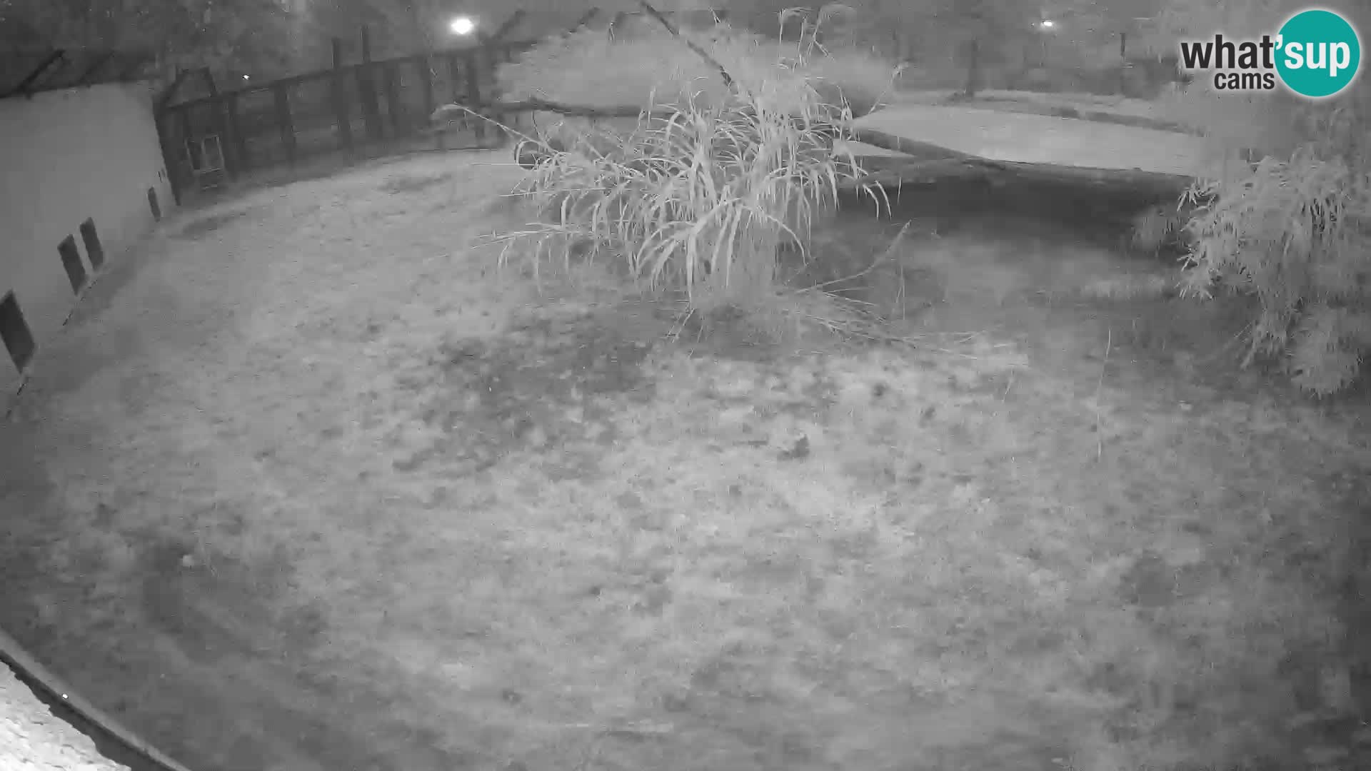 LEONE live Webcam nello zoo di Lubiana – Slovenia