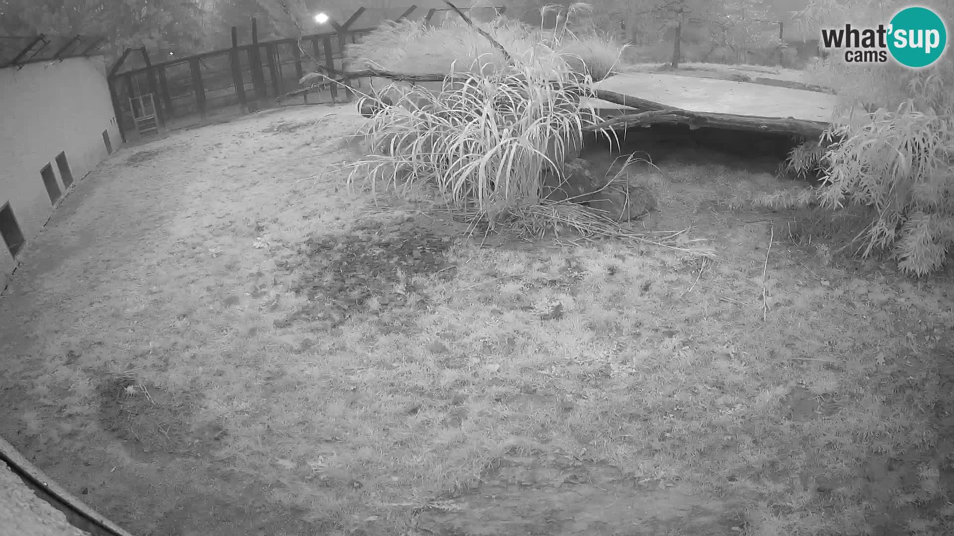 LEONE live Webcam nello zoo di Lubiana – Slovenia