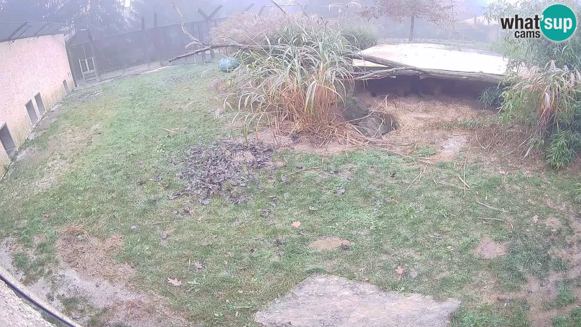 LEVI spletna kamera v živalskem vrtu Ljubljana Zoo