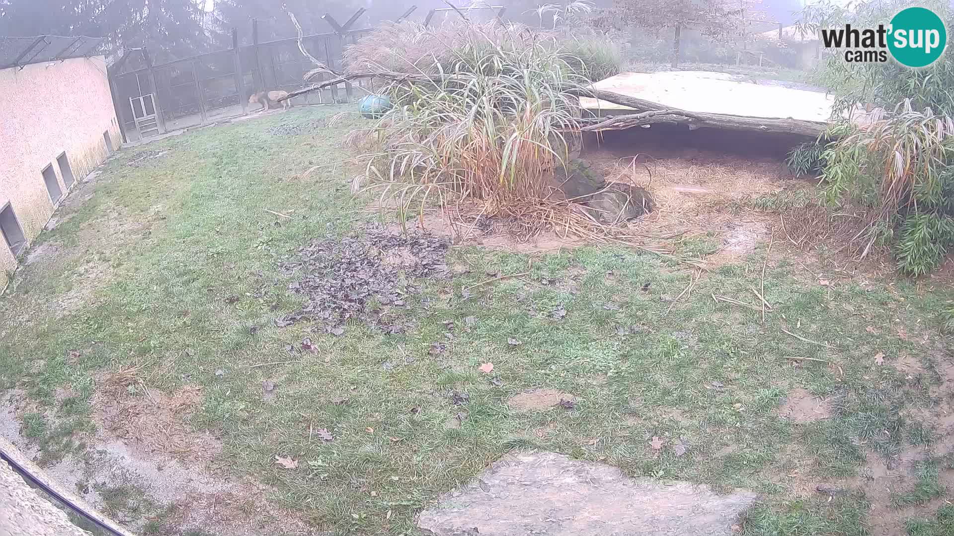 Löwe live Webcam im Zoo von Ljubljana – Slowenien
