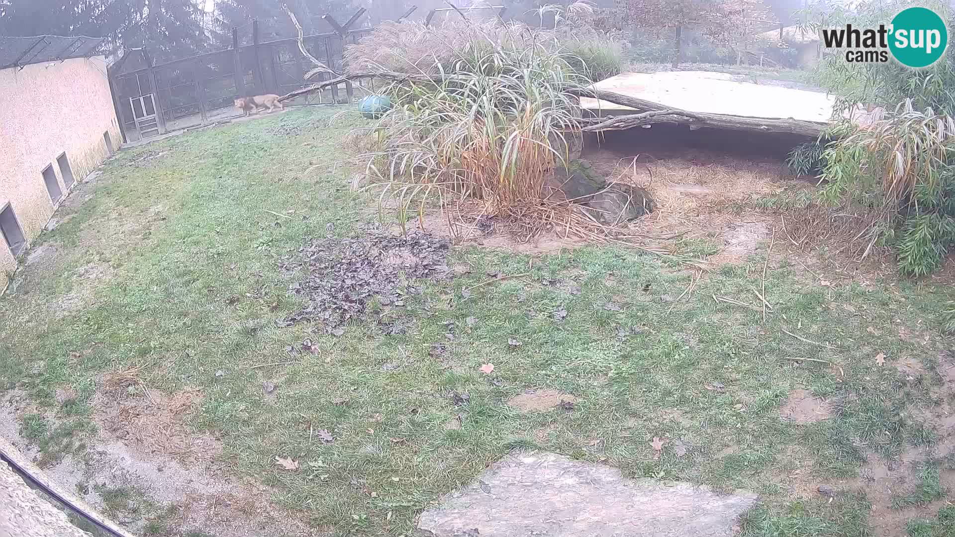 LEVI spletna kamera v živalskem vrtu Ljubljana Zoo