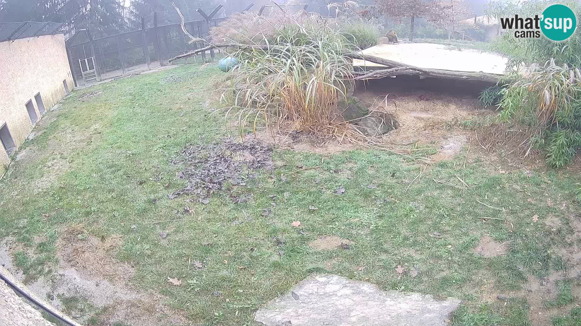 LEVI spletna kamera v živalskem vrtu Ljubljana Zoo