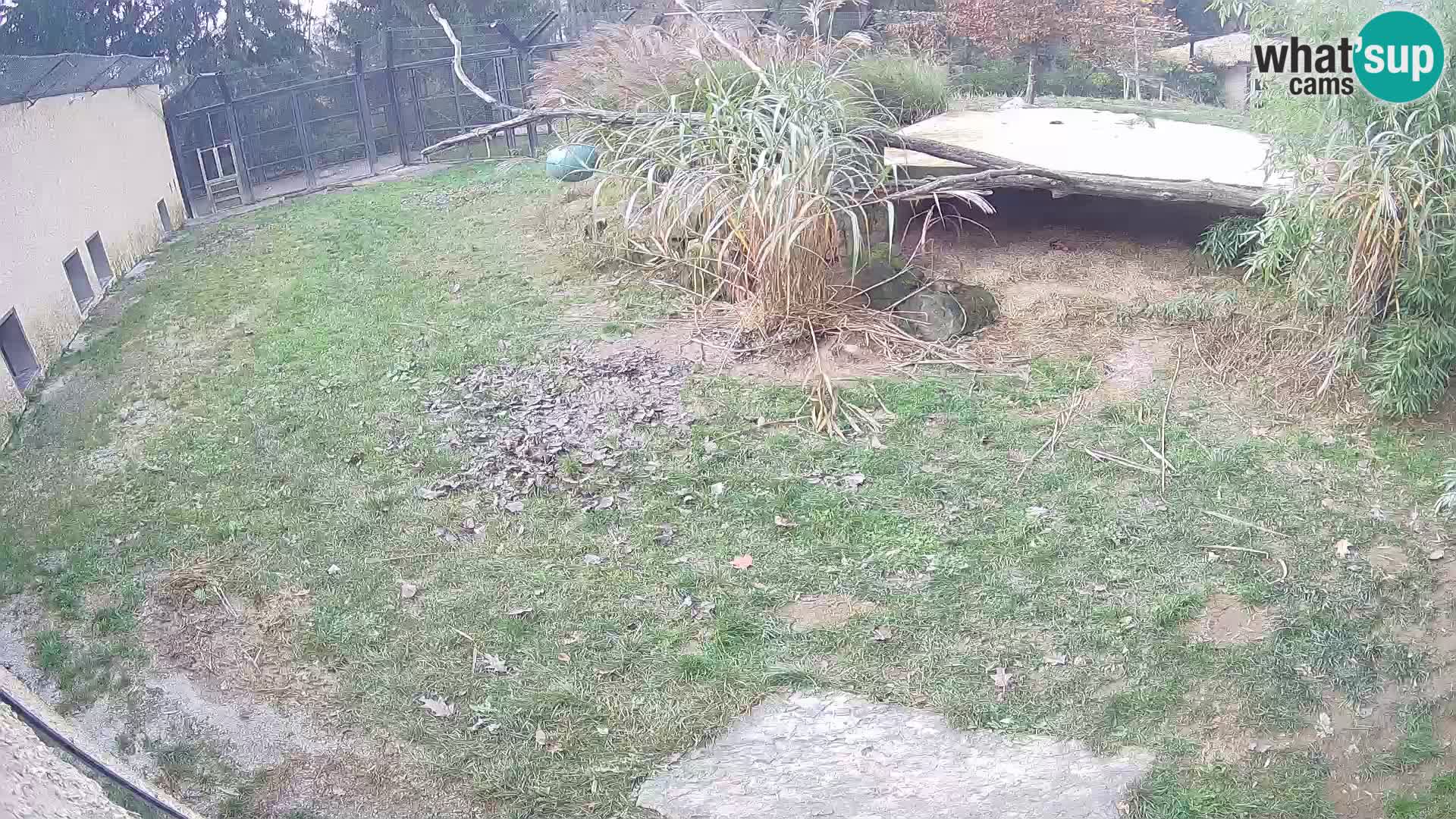 LION webcam en direct du zoo de Ljubljana – Slovénie