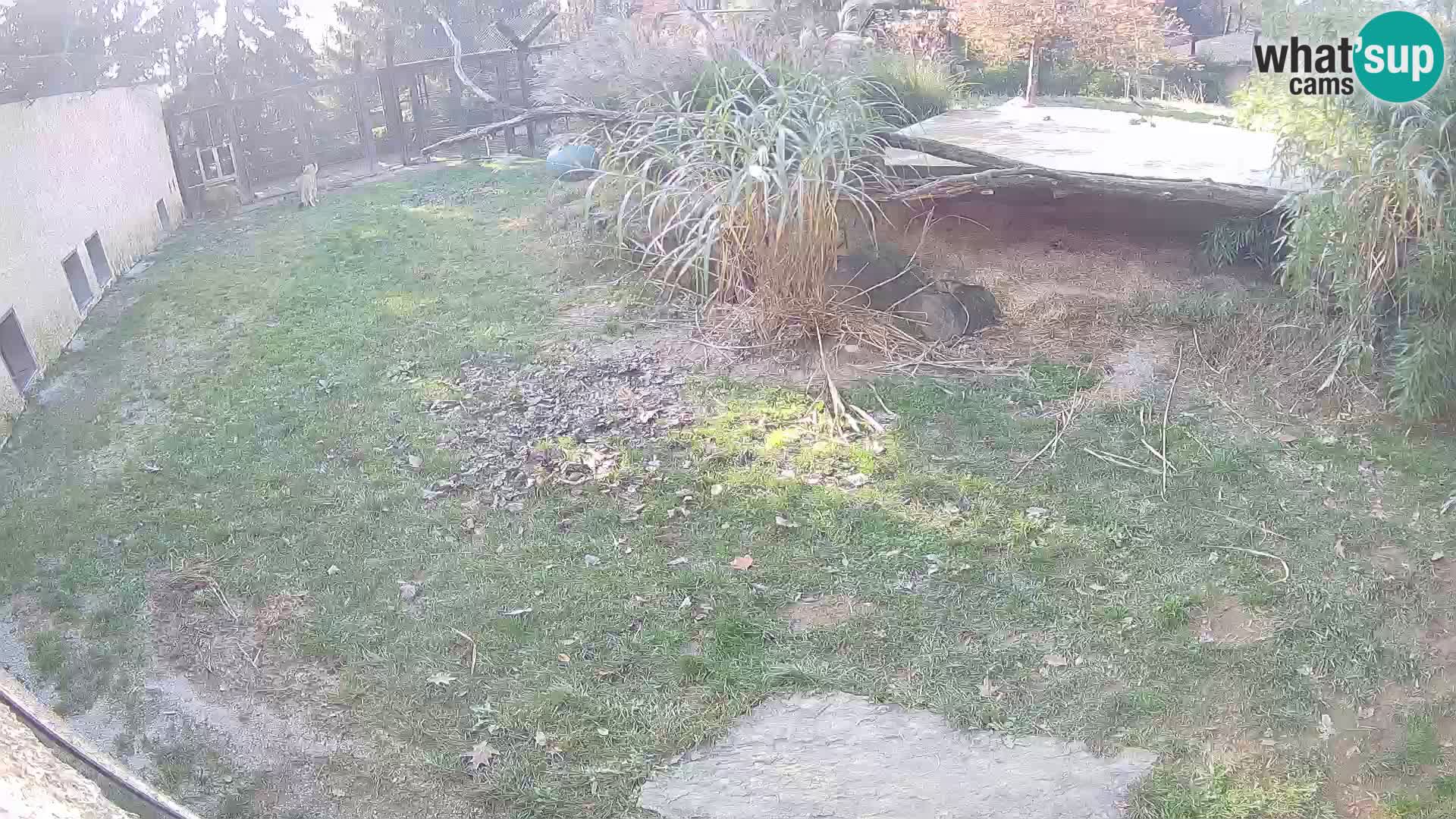 LEON Webcam en vivo en Ljubljana Zoo – Eslovenia