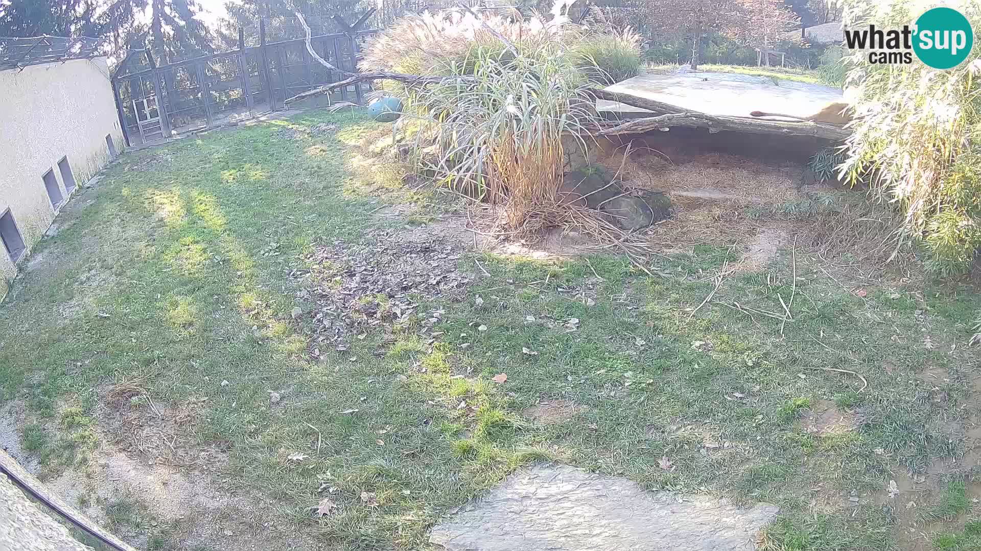 LION webcam en direct du zoo de Ljubljana – Slovénie