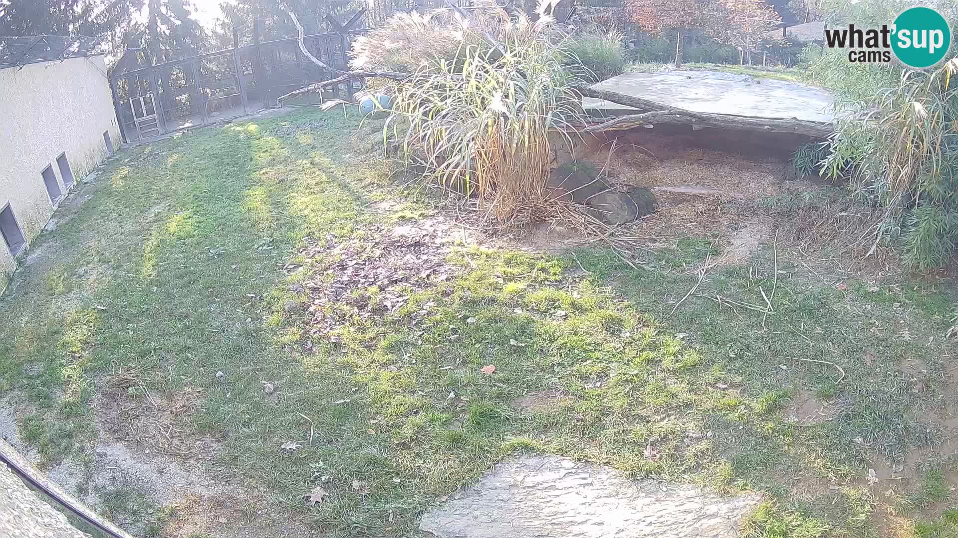 LION webcam en direct du zoo de Ljubljana – Slovénie