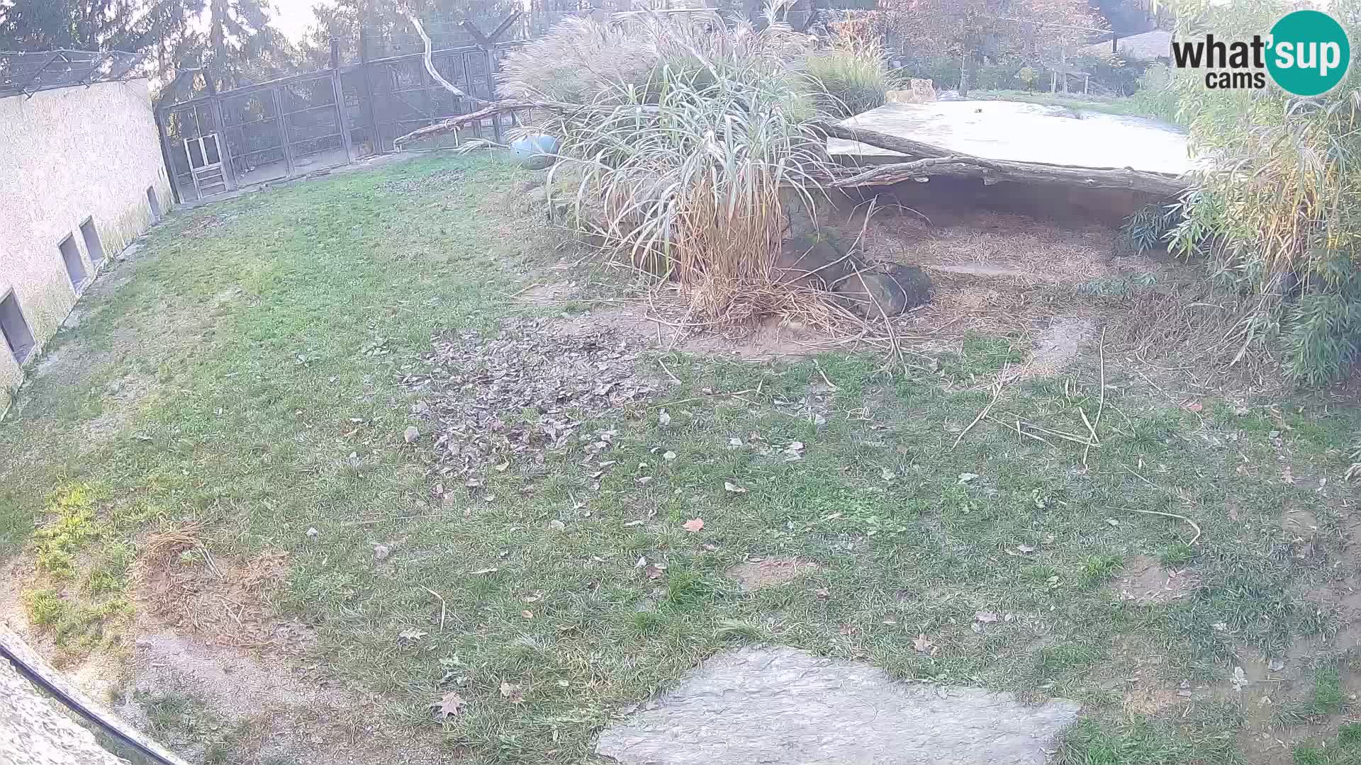 LEON Webcam en vivo en Ljubljana Zoo – Eslovenia